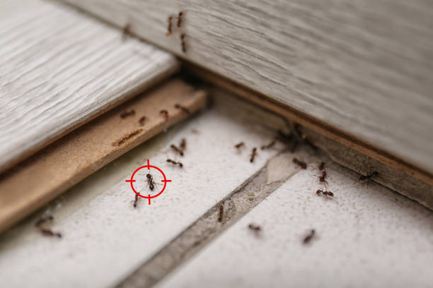 Best Pest Control for Homes  in Chleston, AR