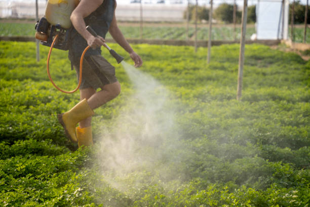 Best Ant Control Services  in Chleston, AR