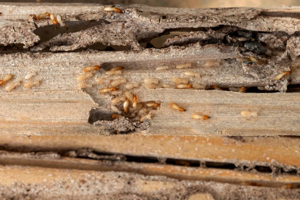 Best Ant Control Services  in Chleston, AR