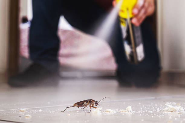 Best Ant Control Services  in Chleston, AR